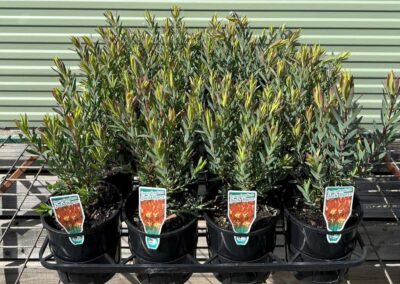 Leucadendron Jack Harre 140mm