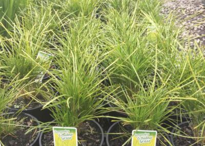 Lomandra Echidna Grass 140mm