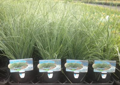 Lomandra Seascape 140mm