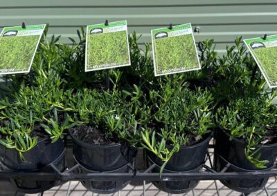 Myoporum Mallee Carpet 140mm