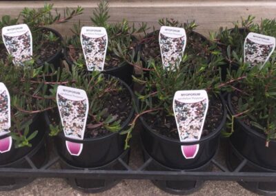 Myoporum Purpurea 140mm