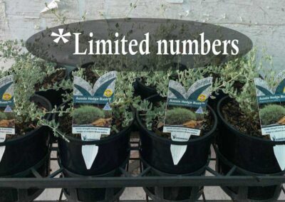 Rhagodia Aussie Hedge Bush 140mm