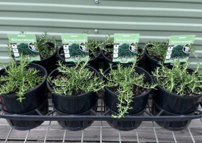 Rosemary Silverwood 140mm