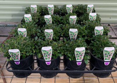 Scaevola Mauve Clusters 140mm