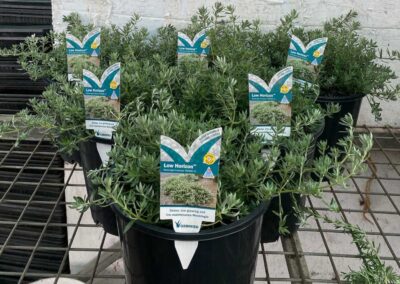 Westringia Low Horizon 200mm