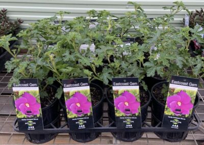 Alyogyne East Coast Gem 140mm