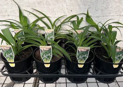 Arthropodium Te Puna 140mm