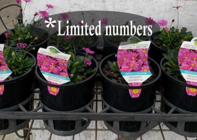 Brachyscome Radiant Magenta 140mm