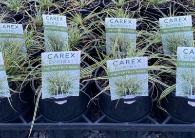 Carex Everest 140mm