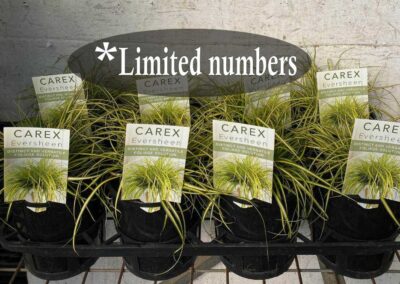Carex Eversheen 140mm
