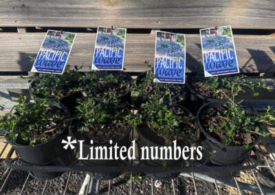 Ceanothus Pacific Wave 140mm