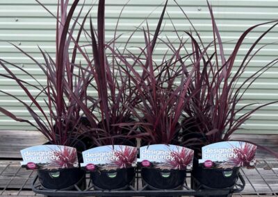 Cordyline Designer Burgundy 140mm