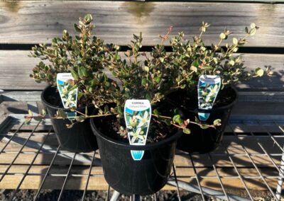 Correa Alba Compact 200mm