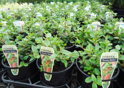 Correa Dusky Bells 140mm