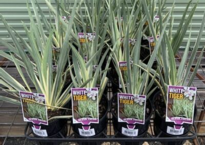 Dietes White Tiger 140mm