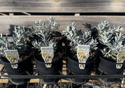 Eremophila Kalbarri Carpet 140mm 1