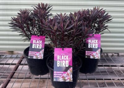 Euphorbia Blackbird 200mm