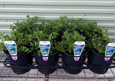 Felecia Amelloides 140mm