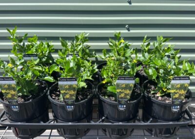 Goodenia Little Goodie 140mm