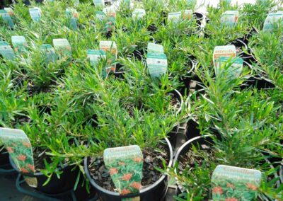 Grevillea Gin Gin Gem 140mm