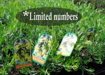 Grevillea Lemon Supreme 140mm