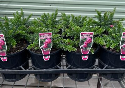 Grevillea Mount Tamboritha 140mm