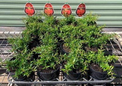 Grevillea New Blood 140mm