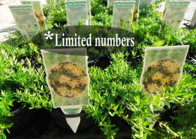 Grevillea Prostrate Gold 140mm