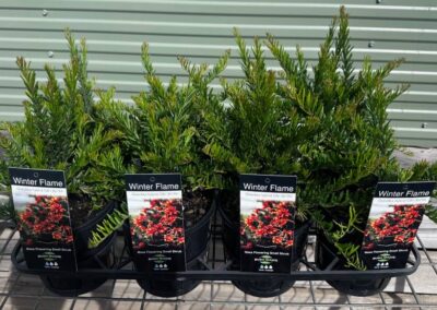 Grevillea Winter Flame 140mm