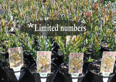 Leucadendron Fire Glow 140mm