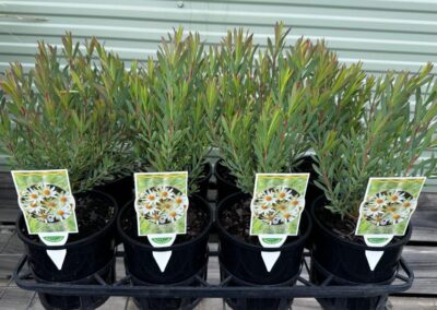 Leucadendron Yellow Devil 140mm