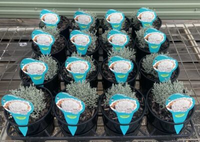 Leucophyta Silver Nugget 140mm