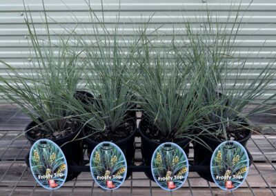 Lomandra Frosty Top 140mm