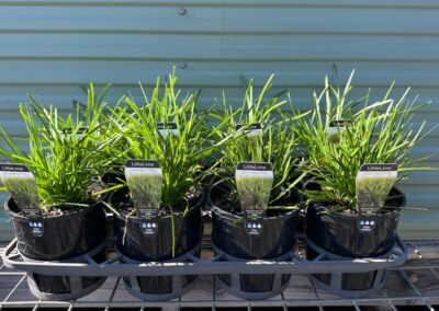 Lomandra Little Lime 140mm