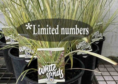 Lomandra White Sands 200mm