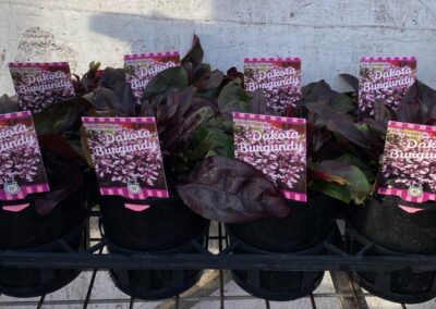 Penstemon Dakota Burgundy 140mm