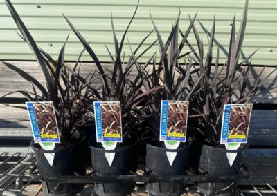 Phormium Purple Haze 140mm