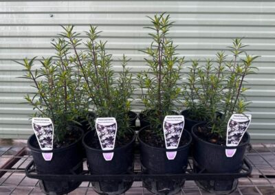 Prostanthera Poorinda Ballerina 140mm