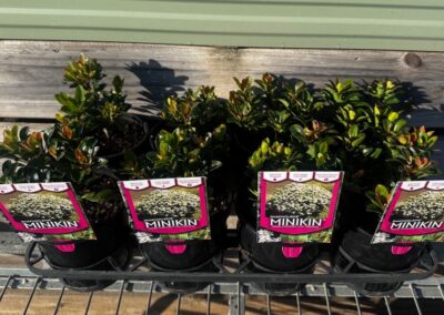 Rhaphiolepis Minikins 140mm