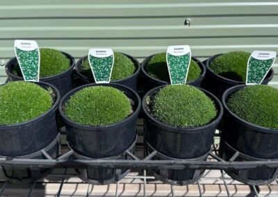 Sagina Subulata 140mm