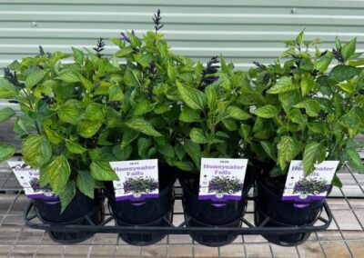 Salvia Honeyeater Falls 140mm