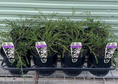 Thryptomene Saxicola 140mm