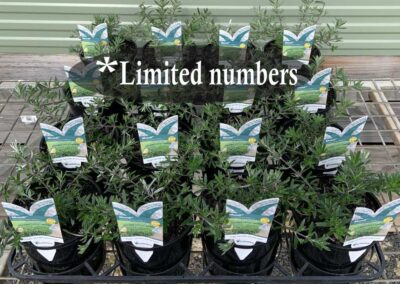 Westringia Mundi 140mm