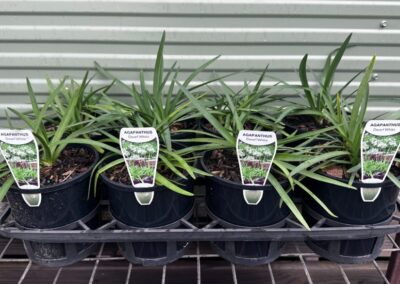 Agapanthus Dwarf White 140mm