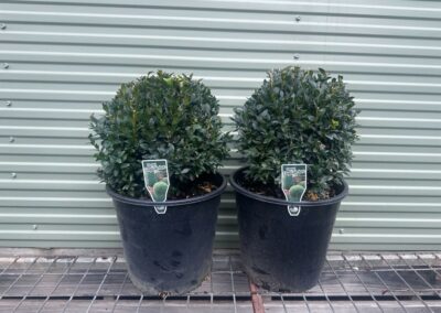 Buxus Sempervirens (Topiary Ball) 250mm