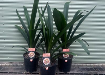 Clivia European Peach 180mm