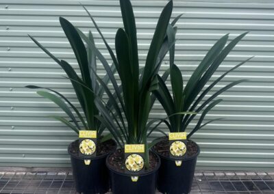 Clivia Yellow 200mm