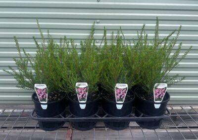 Coleonema Pink Diosma 140mm
