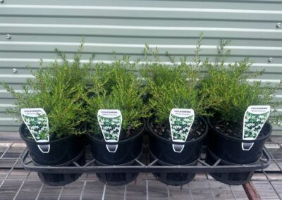 Coleonema White Diosma 140mm