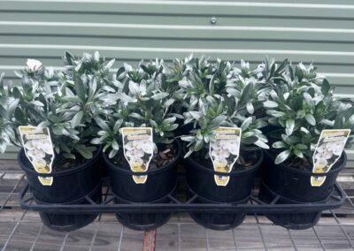 Convolvulus Cneorum 140mm